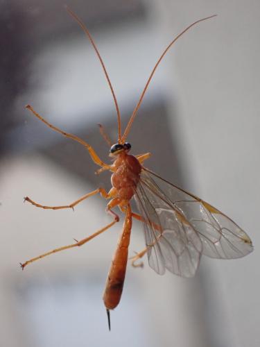 Netelia sp.